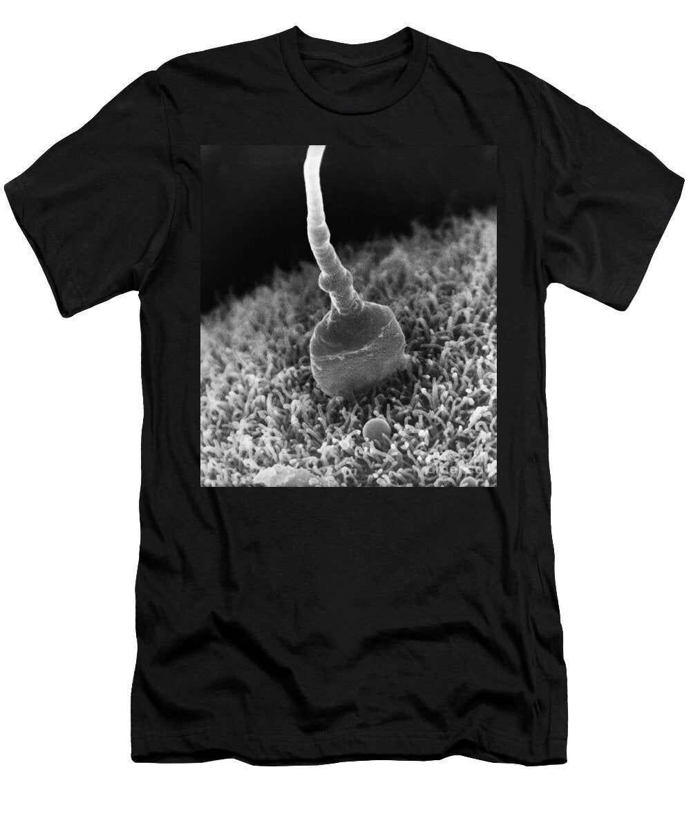 1 Human Sperm Fertilizing Hamster Egg Sem David M Phillips the Population Council T-Shirt