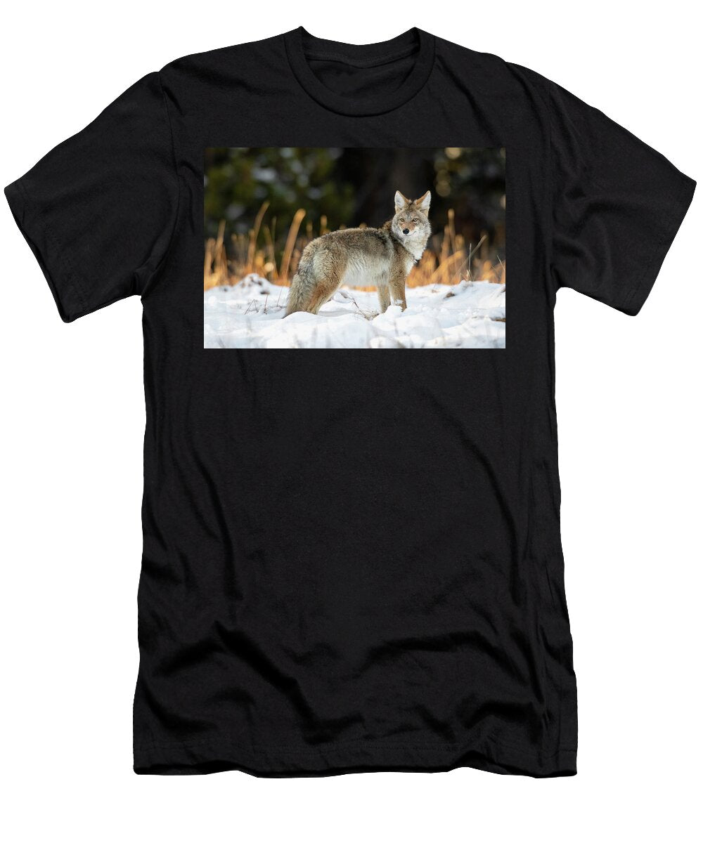 4 Coyote Hunting After a Fresh Snowfall Yellowstone National George Sanker Natureplcom T-Shirt
