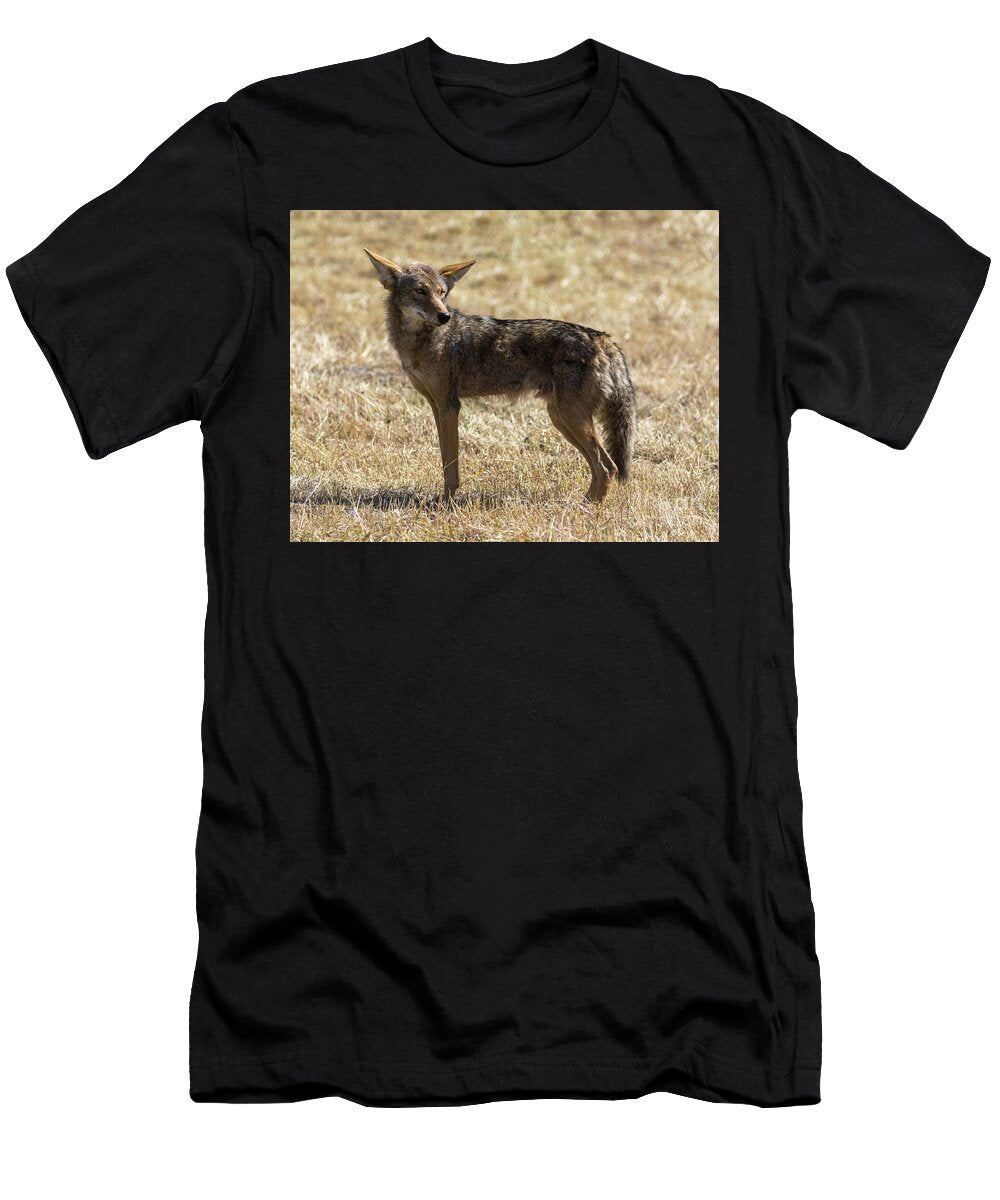 A Solitary Coyote Standing in a Dry Sunlit Grassland Yuval Helfman T-Shirt