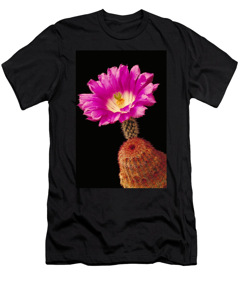 Cactus in Blossom Gerald C Kelley T-Shirt