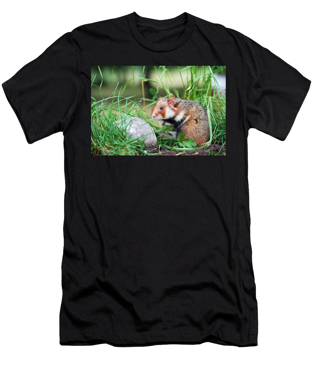 Common Hamster Alsace France June Eric Baccega Natureplcom T-Shirt