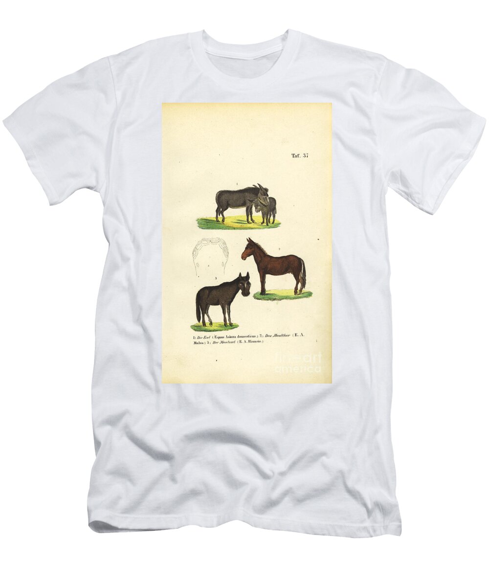 Domestic Donkey Mule and Hinny 1850 Lithography J W Tenhaeff T-Shirt