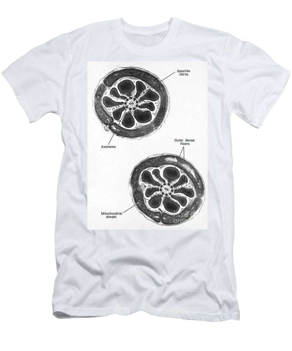 Tem of Chinese Hamster Spermatozoa David M Phillips T-Shirt